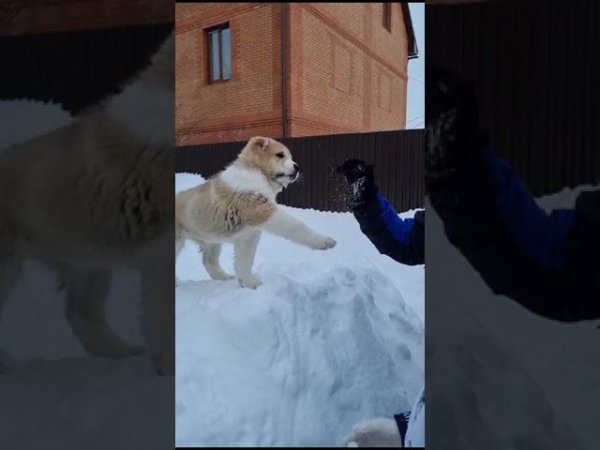 Привет от малыша Мансура с Сахалина