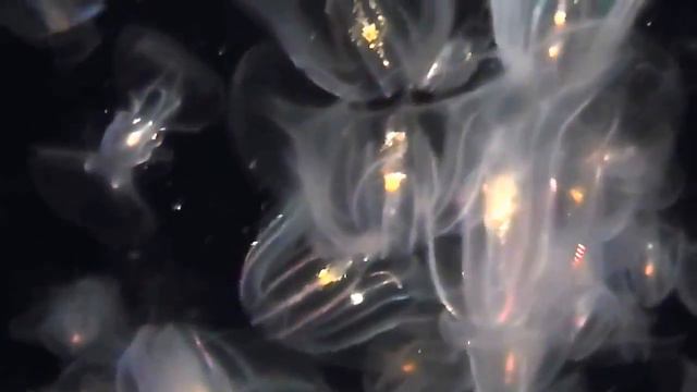 Гребневики New England Aquarium Boston USA смотреть онлайн