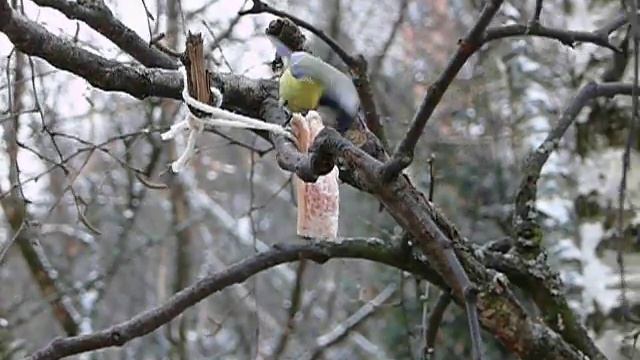 Лазоревка и большие синицы