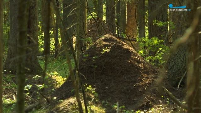 Дикие выходные с Павлом Глазковым. Памятник природы «Комаровский берег» смотреть онлайн