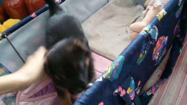 Щенок немецкой овчарки "Рой" 1 месяц смотреть онлайн