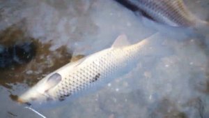 Г. Орск,река Урал.Подводная рыбалка.