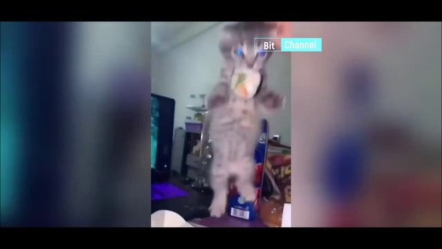 Смехопад с животными, собаками и котами. Смеяться всем