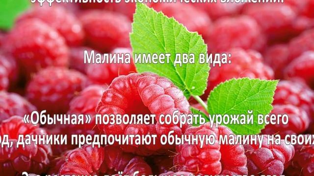 Выращивание малины как бизнес