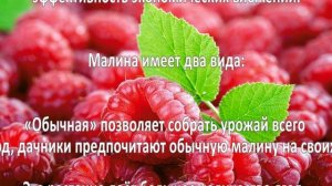 Выращивание малины как бизнес