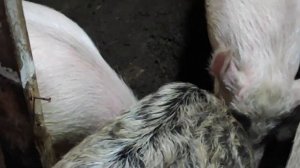 ДВЕ СВИНЬИ В ОХОТЕ НА ОДНОГО КАБАНА. РАЗМНОЖЕНИЕ СВИНЕЙ