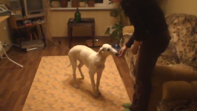 Залихвату 3.5 месяца учимся.... смотреть онлайн