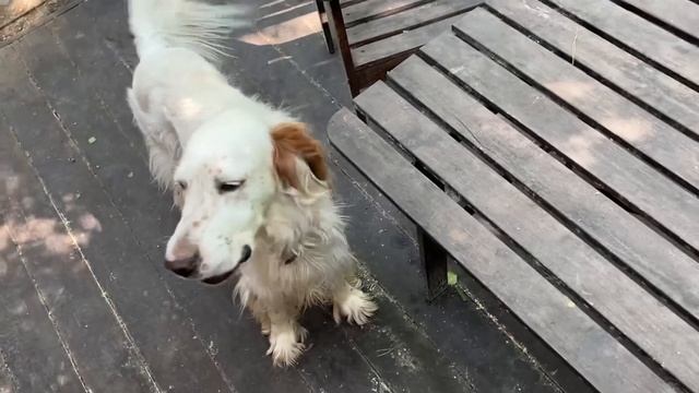 Алиса - лиса. Где рыжая ? смотреть онлайн