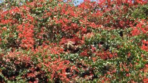 A very big Bougainvillea plant