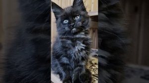 Мейн кун черный котята