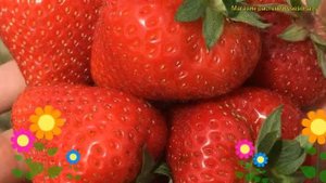 Земляника садовая Априка. Краткий обзор, описание характеристик fragaria ananassa Априка