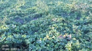 Дыня Эфиопка