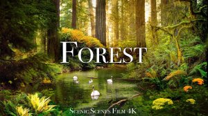 Лес В 4К Релакс Фильм Со Звуками Природы
Forest In 4K  Nature Sounds