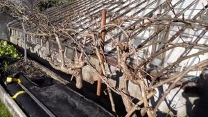 Огород в Аарау, Швейцария.