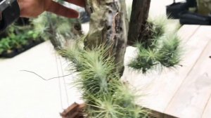 ทิลแลนด์เซีย Tillandsia Funckiana #ไม้อากาศที่เลี้ยงง่ายตายยาก