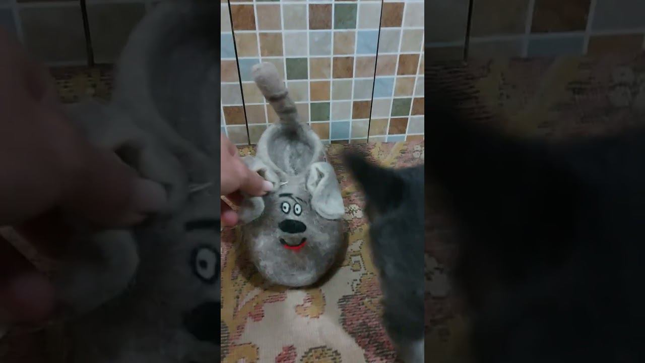 покалеченный щенок поправляется #батыр