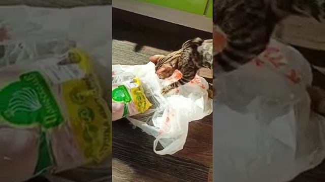 "охота" бенгальского котенка на курицу / абиссинцы Падпараджи 07.2021 смотреть онлайн