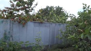 КУБАНЬ.СОБРАЛИ ВИШНЮ? РАЗВОД ОТ ЭЛЬДОРАДО, ПОДСУНУЛИ НЕ ТОТ УТЮГ