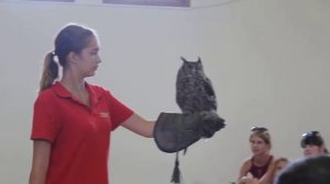 Это интересно: африканский филин (Eagle-owl)