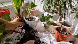 Антуриум зацветёт, как никогда, после правильной пересадки