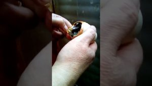 Помощь при вылуплении индоутят