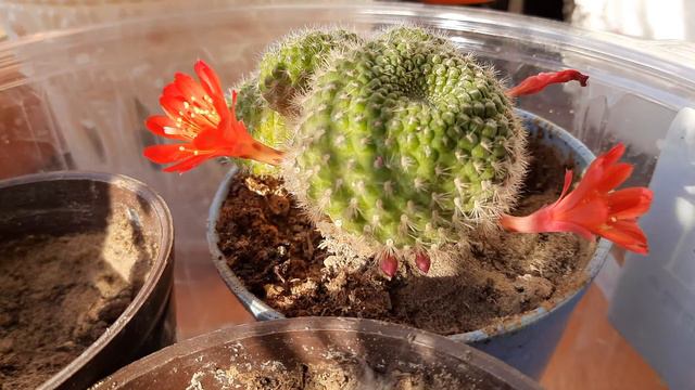 Зацветает кактус. Ускоренное видео. смотреть онлайн