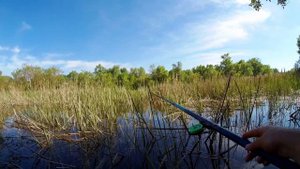 Повезло на рыбалке ! Ловля карася на боковой кивок #рыбалка #боковойкивок #fishing