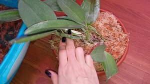 Пересадка cattleya schilleriana и другие..