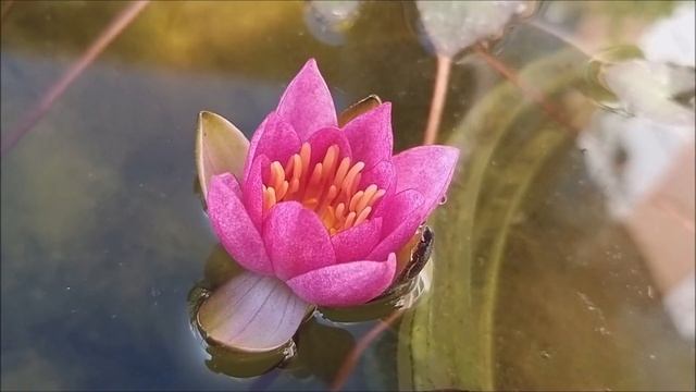 Карликовые кувшинки (мельчайшие среди карликовых) карликовая нимфея, waterlily