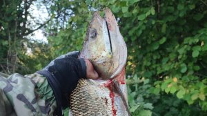 Жереха на пилькер, зверская пакля коня.