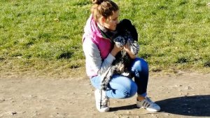 Первая прогулка щенка