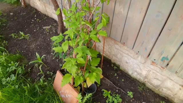 A Guy In The Garden: Episode 16 смотреть онлайн