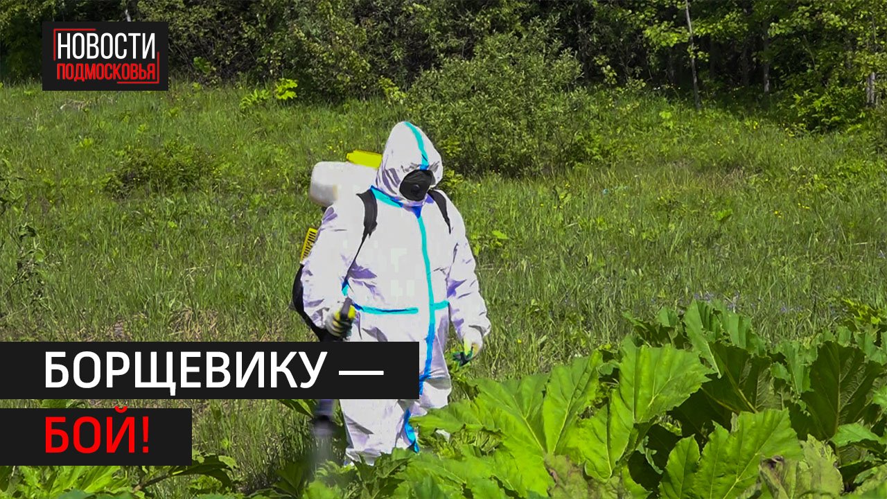В Солнечногорске приступили к обработке территорий от опасного сорняка