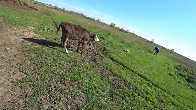 Деревенские будни - Вывели первый раз коров в ЭЛЕКТРОИЗГОРОДЬ / Семья в деревне смотреть онлайн