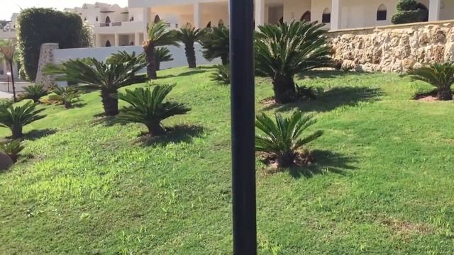 Огромные кактусы пустыни смотреть онлайн