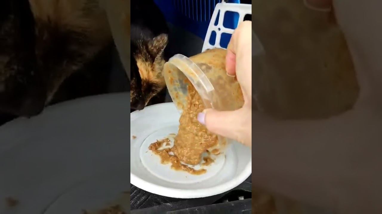 Бусинка кушает помолотый корм