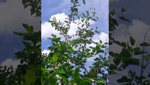 #шелковица#mulberry#ягода Шелковица главная ягода Центральной Азии!!!