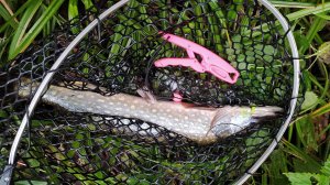 Микро-речка. Сентябрьское утро, микро-джиг