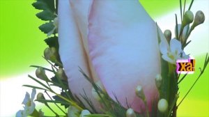 С днем рождения, Алиса!