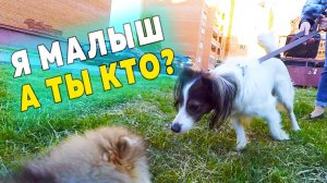 Щенкам шпица 107 дней. Шпиц и поклонницы. Знакомство с большой собакой. Щенки одни дома