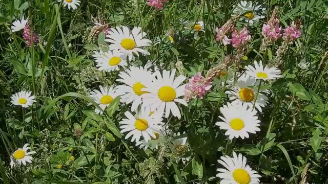 Ромашковое... смотреть онлайн