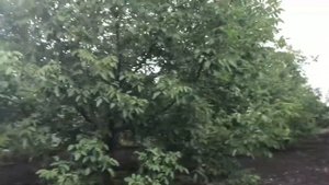 Ореховый сад. Классические сорта грецкого ореха.