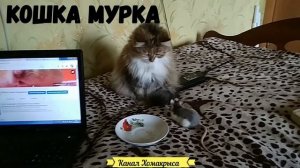 Кошки и крысы дружат  Кот и крыса Домашние крысы Декоративные крысы Маленькие крысята Видео про кры