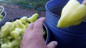 Засолка башкирского перца на зиму.mp4