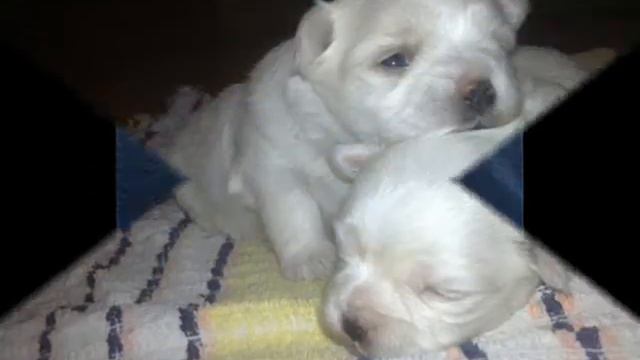 От 0 до 1 месяца... Мальтезе: любовь и очарование смотреть онлайн