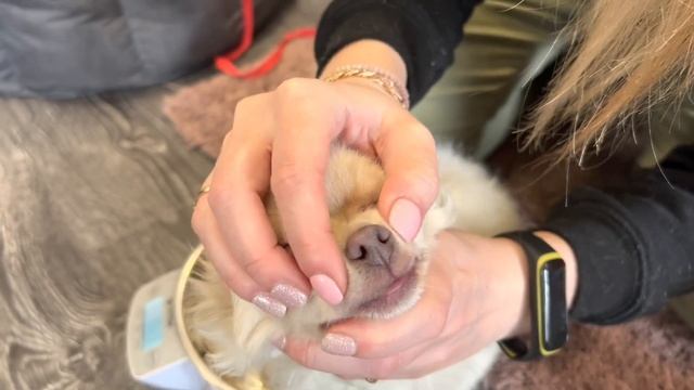 Щенки чихуахуа @ Стандартные мальчики ЧИХУА. Есть доставка во все города. Chihuahua