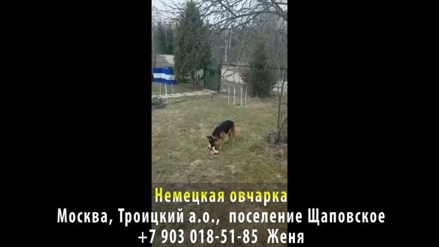 Пропала собака! Немецкая овчарка. Москва, Троицкий а. о.: поселение Щаповское