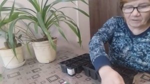 Как правильно посадить однолетний дельфиниум