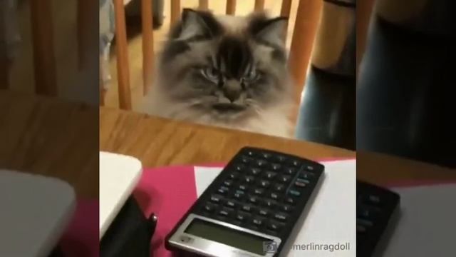 Приколы с котами Самый злобный кот в мире ДЬЯВОЛ смотреть онлайн