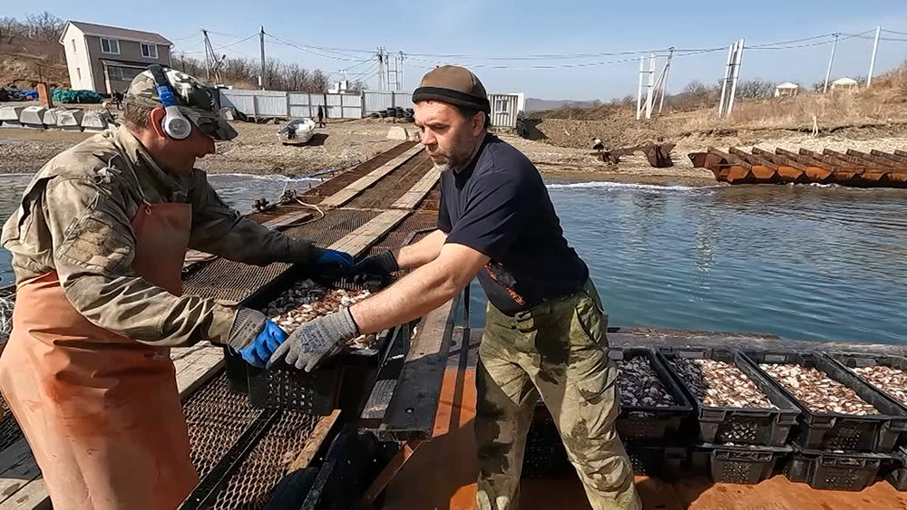 В Приморском крае начался сезон высадки молоди гребешка / События на ТВЦ